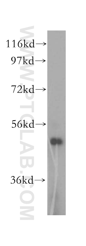 Western Blot (WB) analysis of NIH/3T3 cells using KRT80 Polyclonal antibody (16835-1-AP)