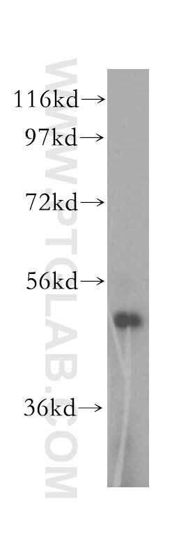 Western Blot (WB) analysis of NIH/3T3 cells using KRT80 Polyclonal antibody (16835-1-AP)