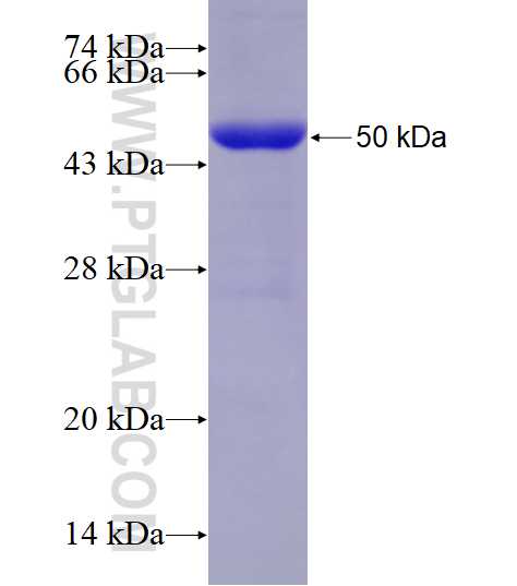 KRT80 fusion protein Ag10498 SDS-PAGE