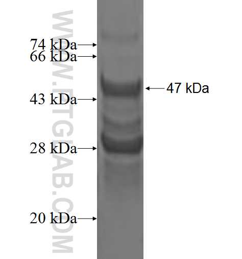 KRT81 fusion protein Ag1890 SDS-PAGE