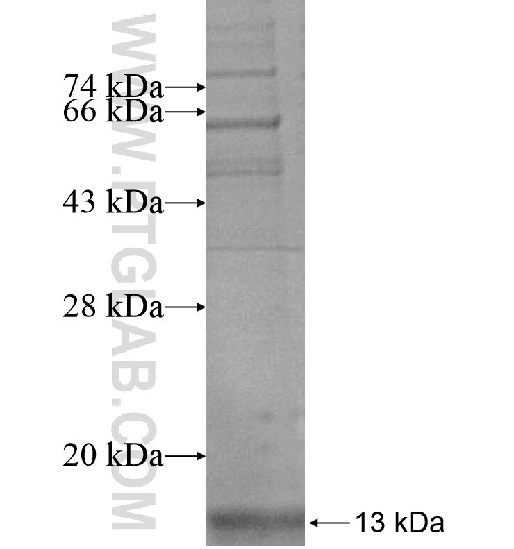 KRTAP3-1 fusion protein Ag16490 SDS-PAGE