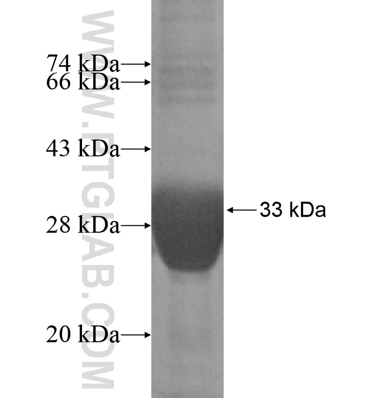 KRTAP3-1 fusion protein Ag16508 SDS-PAGE