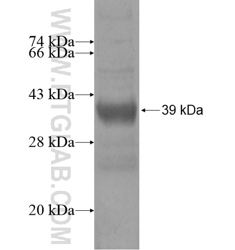 KRTAP4-1 fusion protein Ag15754 SDS-PAGE