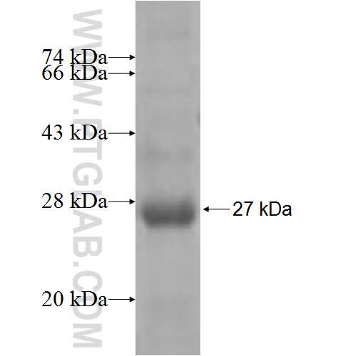 KRTAP4-12 fusion protein Ag6783 SDS-PAGE