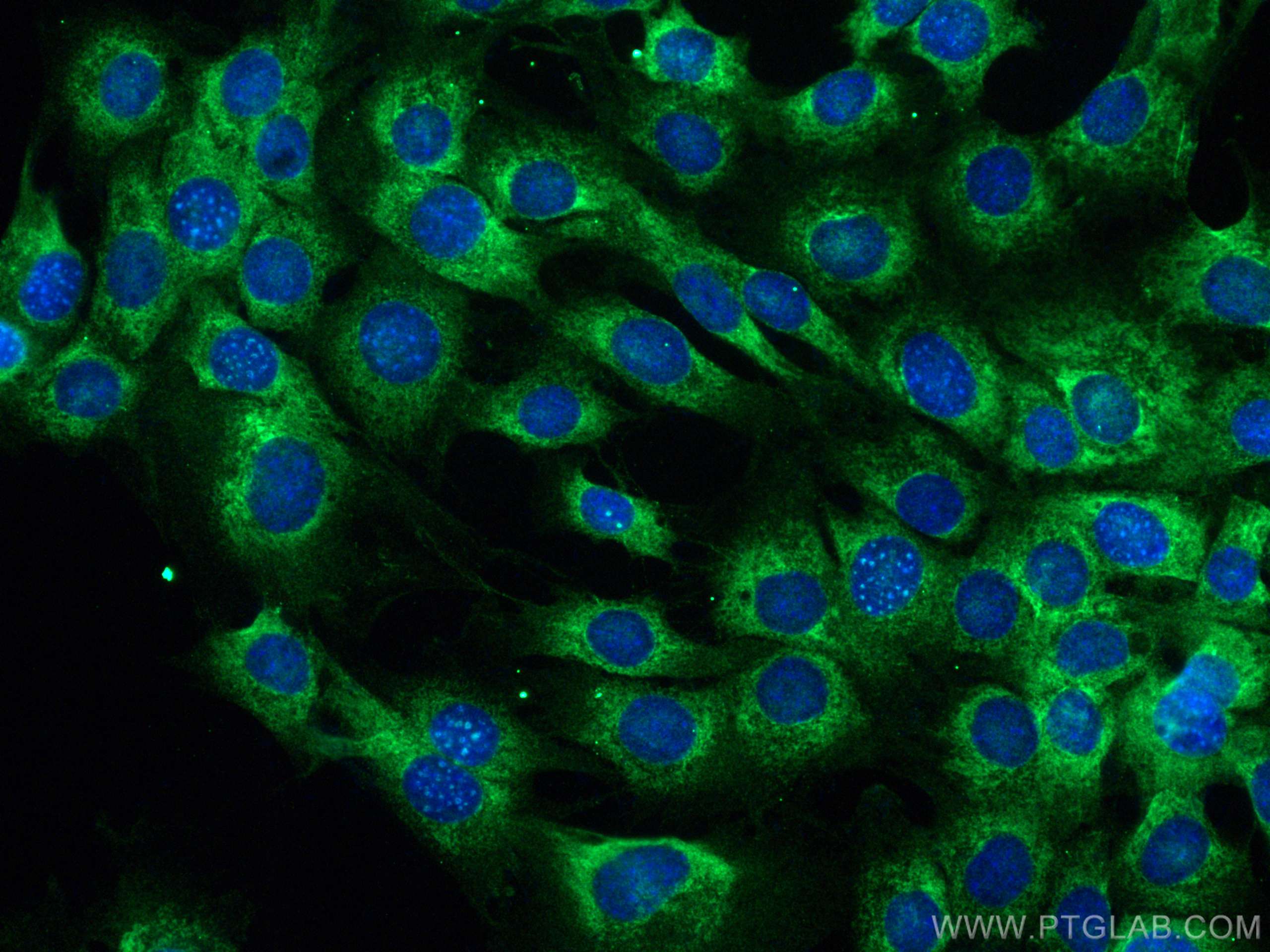 Immunofluorescence (IF) / fluorescent staining of C2C12 cells using KTELC1 Polyclonal antibody (24409-1-AP)
