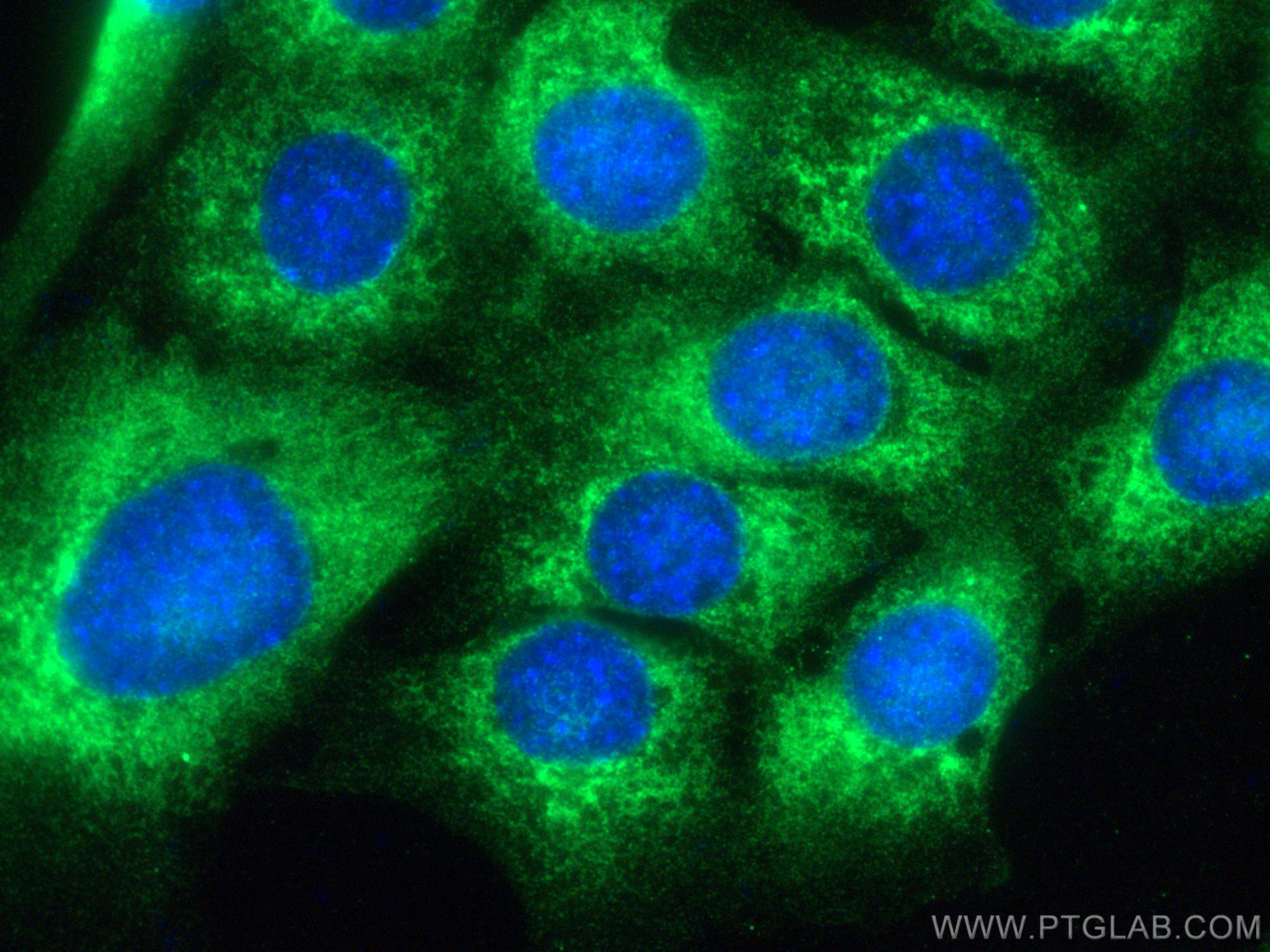 Immunofluorescence (IF) / fluorescent staining of C2C12 cells using KTELC1 Polyclonal antibody (24409-1-AP)