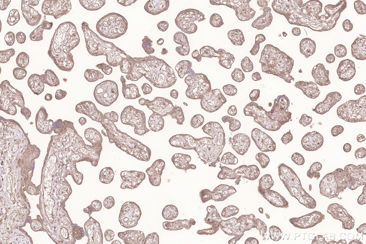 Immunohistochemistry (IHC) staining of human placenta tissue using KTELC1 Polyclonal antibody (24409-1-AP)