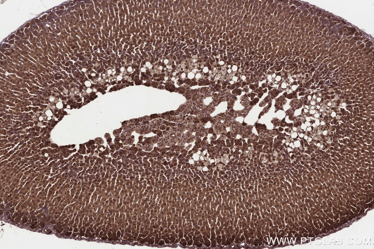 Immunohistochemistry (IHC) staining of mouse adrenal gland tissue using KTELC1 Polyclonal antibody (24409-1-AP)