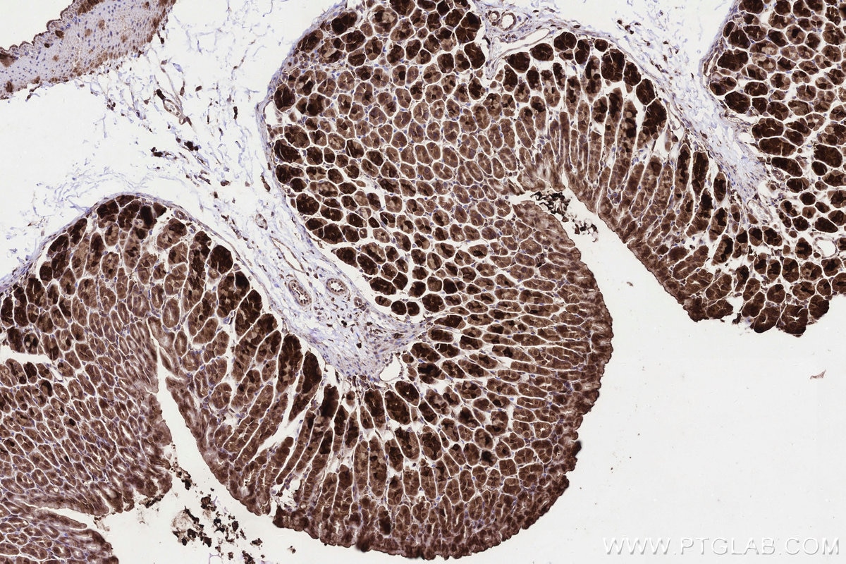 Immunohistochemistry (IHC) staining of mouse stomach tissue using KTELC1 Polyclonal antibody (24409-1-AP)