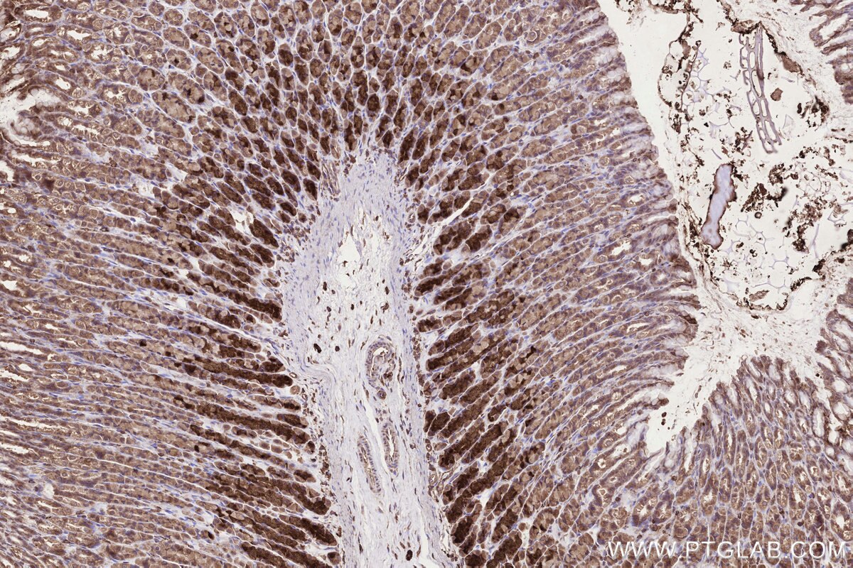 Immunohistochemistry (IHC) staining of rat stomach tissue using KTELC1 Polyclonal antibody (24409-1-AP)