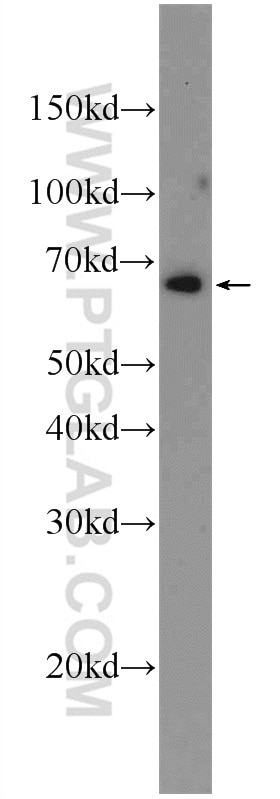 Western Blot (WB) analysis of HeLa cells using KTELC1 Polyclonal antibody (24409-1-AP)