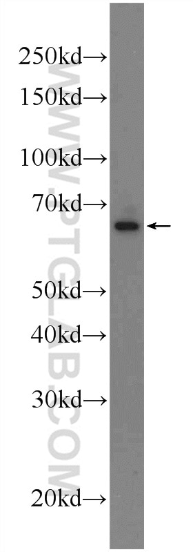 Western Blot (WB) analysis of HEK-293 cells using KTELC1 Polyclonal antibody (24409-1-AP)