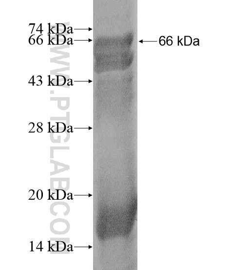 KTELC1 fusion protein Ag19934 SDS-PAGE