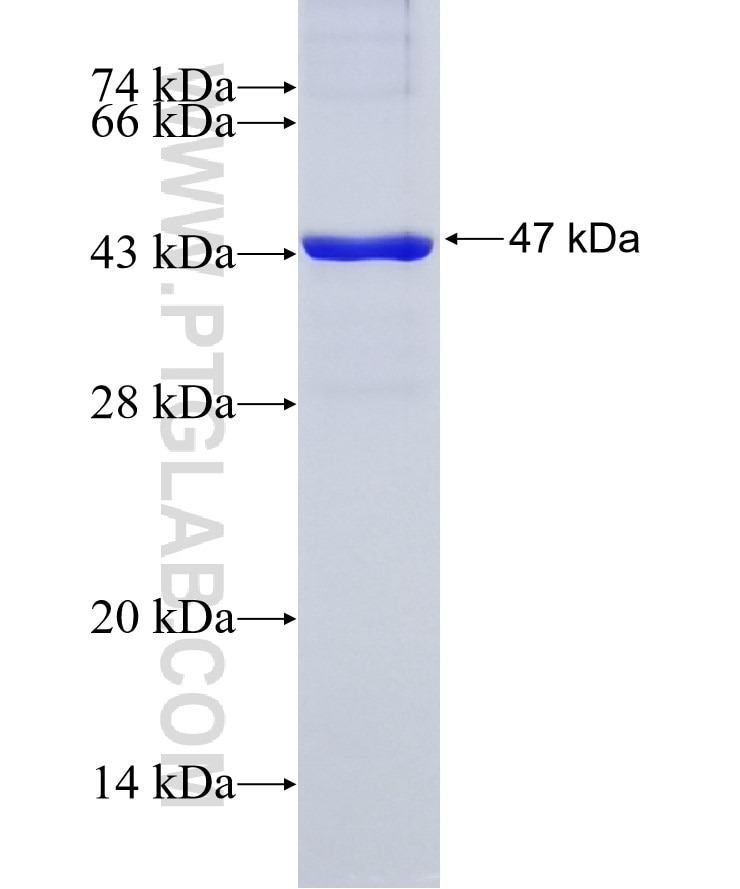 KTELC1 fusion protein Ag19942 SDS-PAGE