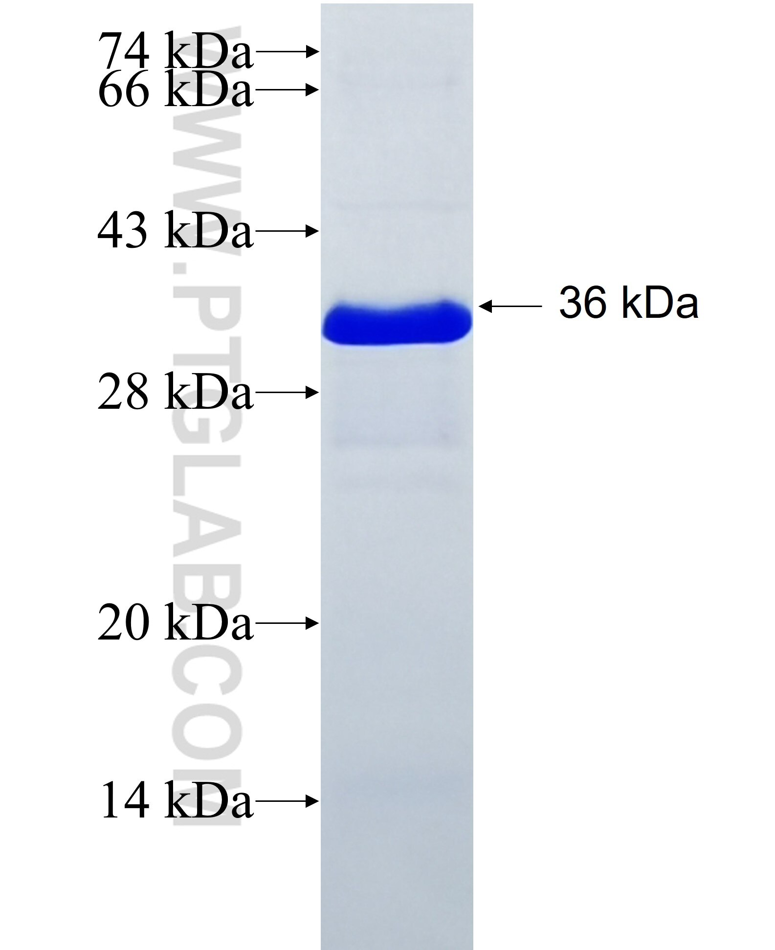 KTI12 fusion protein Ag28211 SDS-PAGE