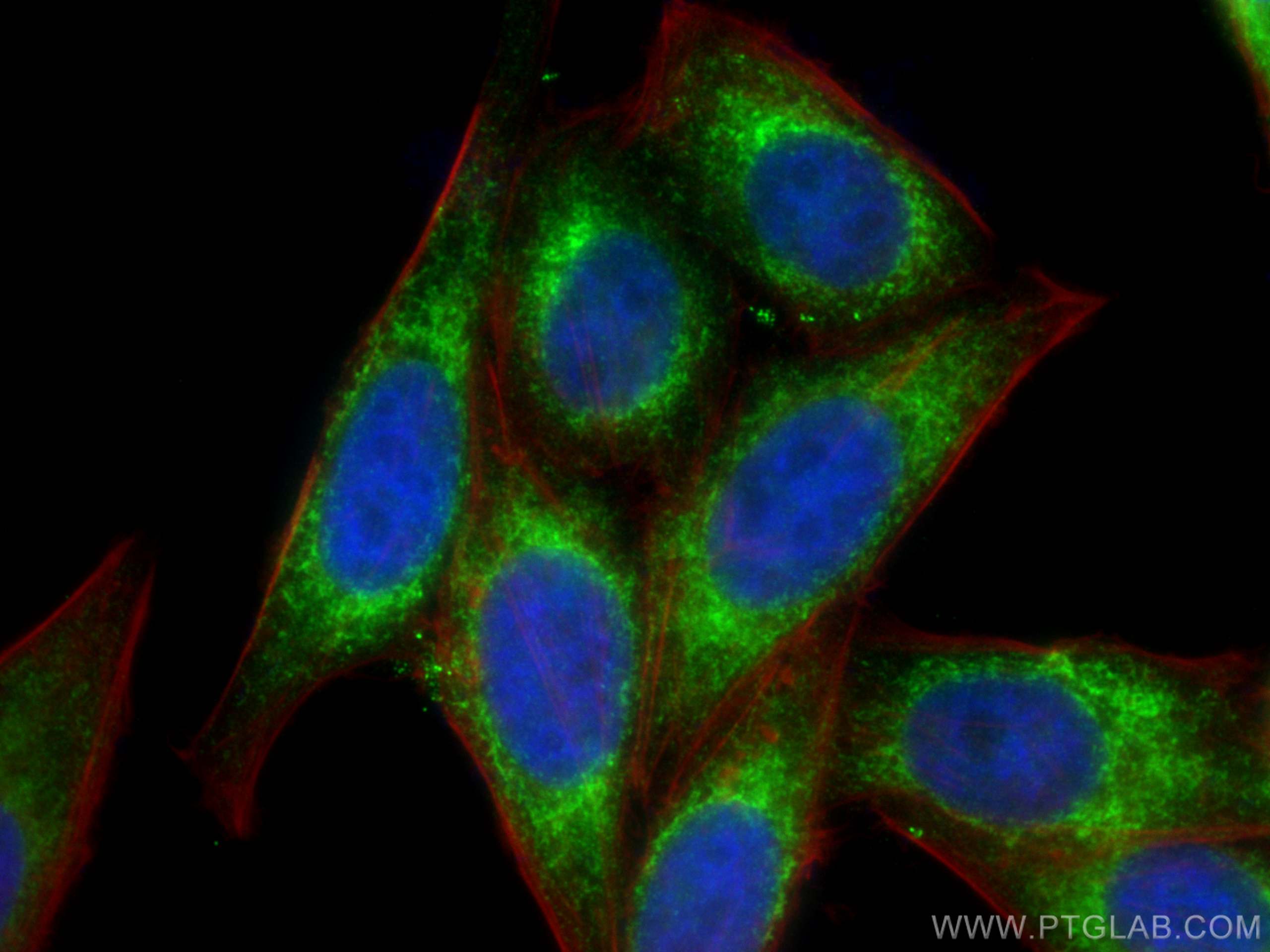 Immunofluorescence (IF) / fluorescent staining of HepG2 cells using KTN1 Polyclonal antibody (19841-1-AP)