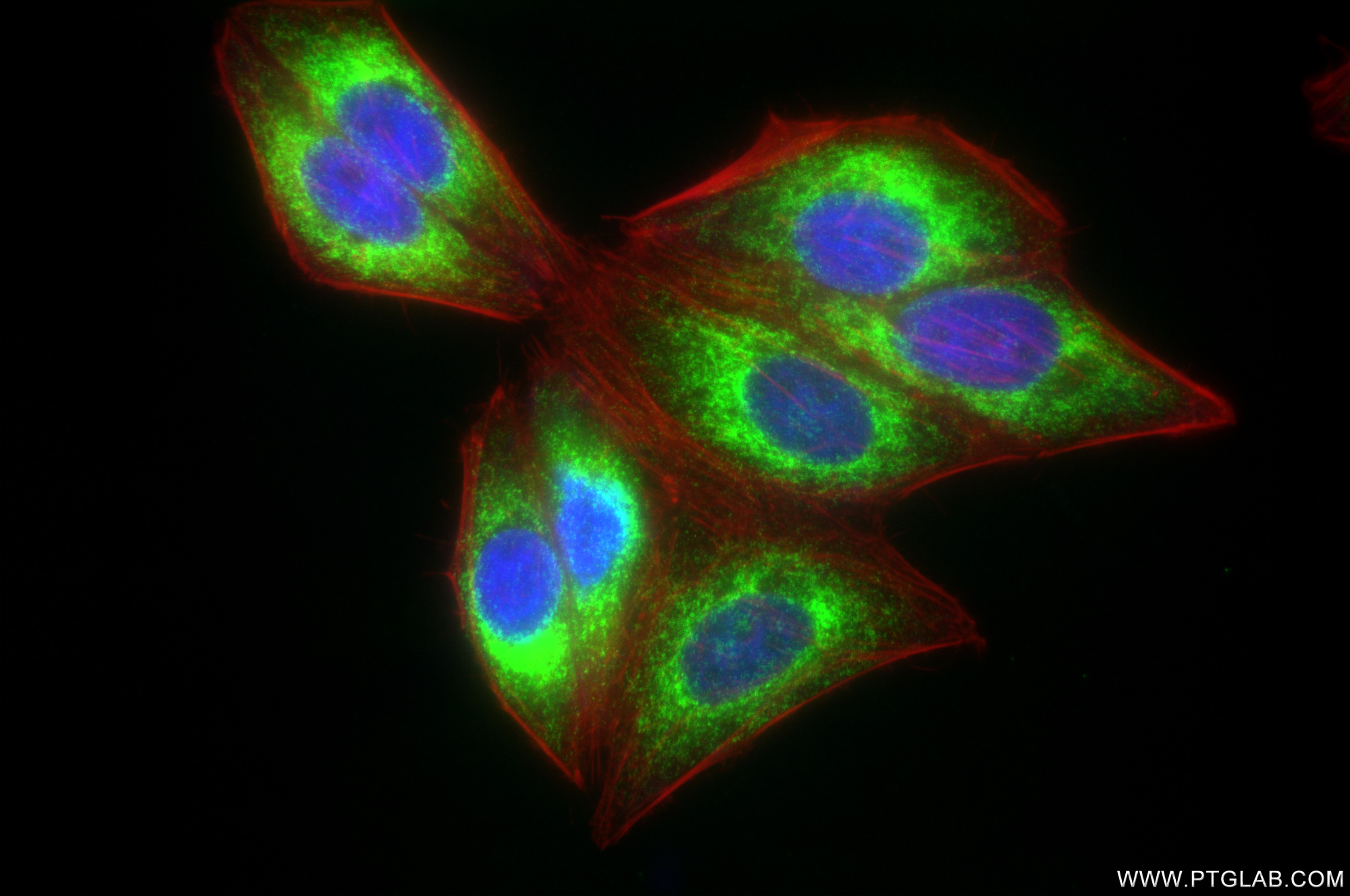 Immunofluorescence (IF) / fluorescent staining of HepG2 cells using KTN1 Recombinant antibody (85681-4-RR)
