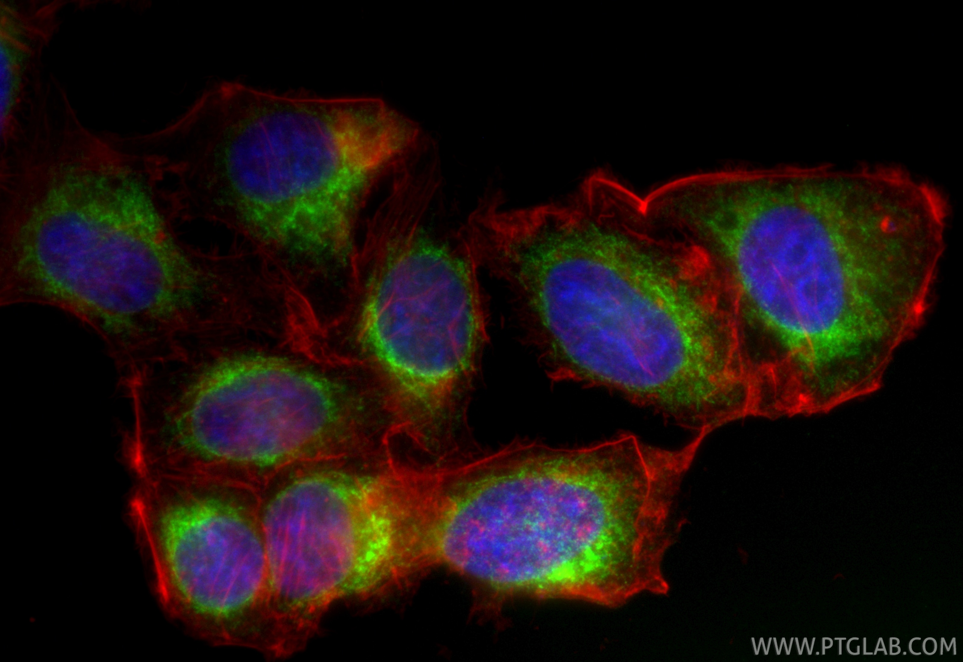 Immunofluorescence (IF) / fluorescent staining of HepG2 cells using CoraLite® Plus 488-conjugated KTN1 Recombinant ant (CL488-85681-4)