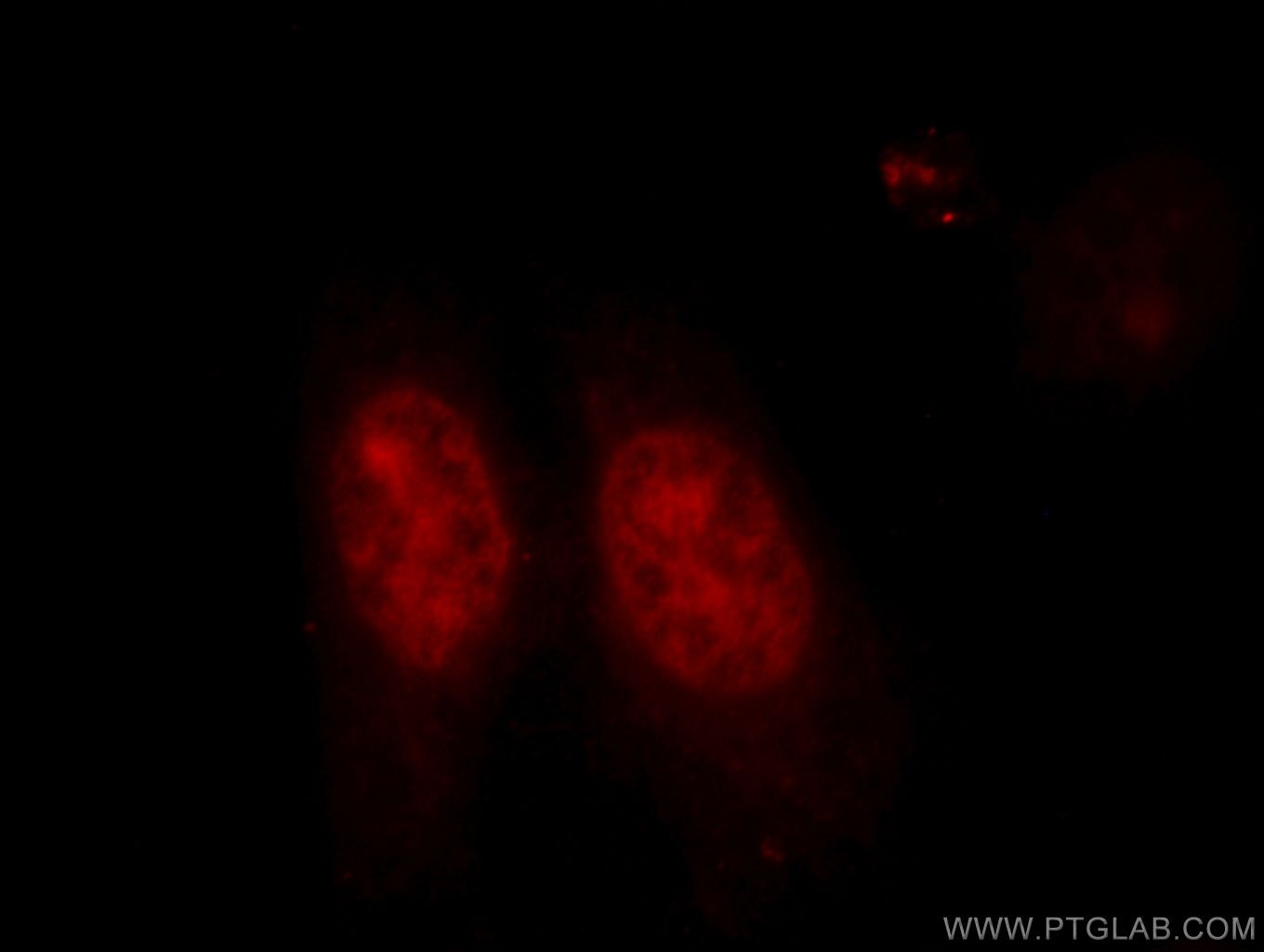 Immunofluorescence (IF) / fluorescent staining of HepG2 cells using KU70,XRCC6 Polyclonal antibody (10723-1-AP)