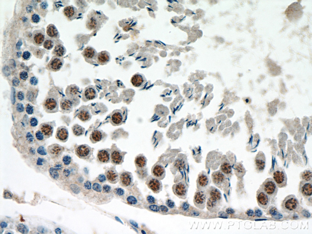 Immunohistochemistry (IHC) staining of rat testis tissue using KU70 Polyclonal antibody (10723-1-AP)