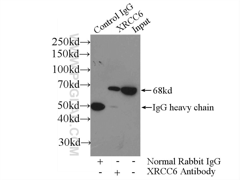 Immunoprecipitation (IP) experiment of HeLa cells using KU70,XRCC6 Polyclonal antibody (10723-1-AP)