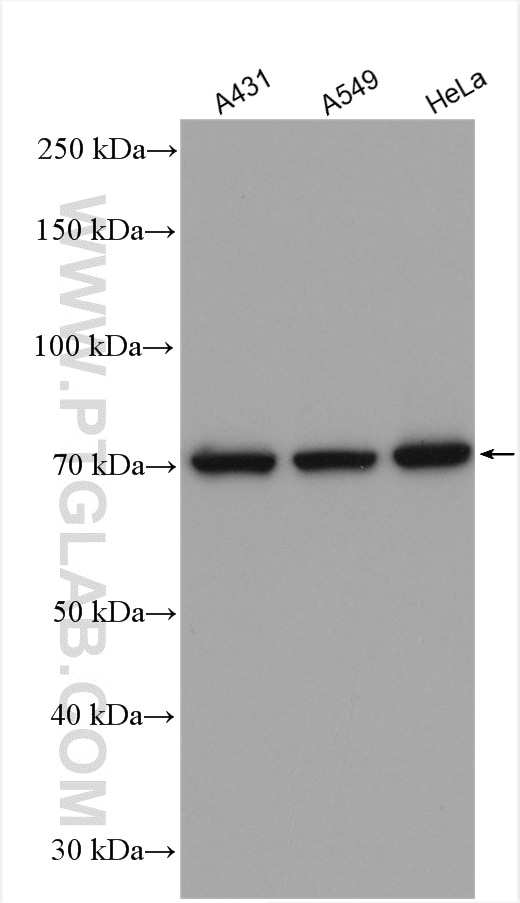 Western Blot (WB) analysis of various lysates using KU70,XRCC6 Polyclonal antibody (10723-1-AP)