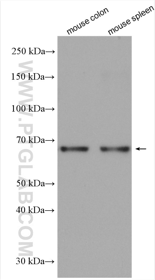 Western Blot (WB) analysis of various lysates using KU70,XRCC6 Polyclonal antibody (10723-1-AP)