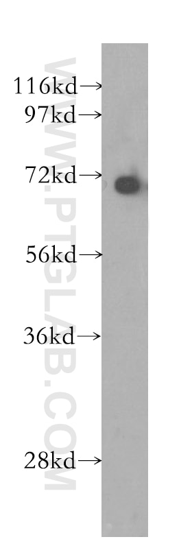 Western Blot (WB) analysis of MCF-7 cells using KU70,XRCC6 Polyclonal antibody (10723-1-AP)