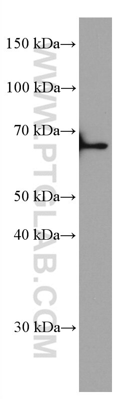 Western Blot (WB) analysis of HSC-T6 cells using KU70,XRCC6 Monoclonal antibody (66607-1-Ig)