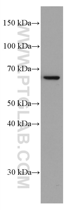 Western Blot (WB) analysis of NIH/3T3 cells using KU70,XRCC6 Monoclonal antibody (66607-1-Ig)