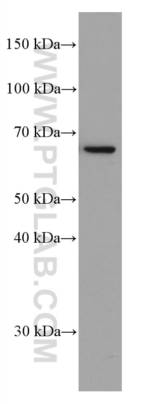 WB analysis of NIH/3T3 using 66607-1-Ig