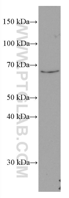 Western Blot (WB) analysis of RAW 264.7 cells using KU70,XRCC6 Monoclonal antibody (66607-1-Ig)