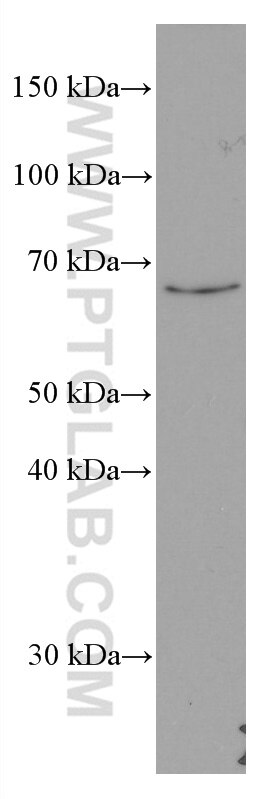 WB analysis of RAW 264.7 using 66607-1-Ig