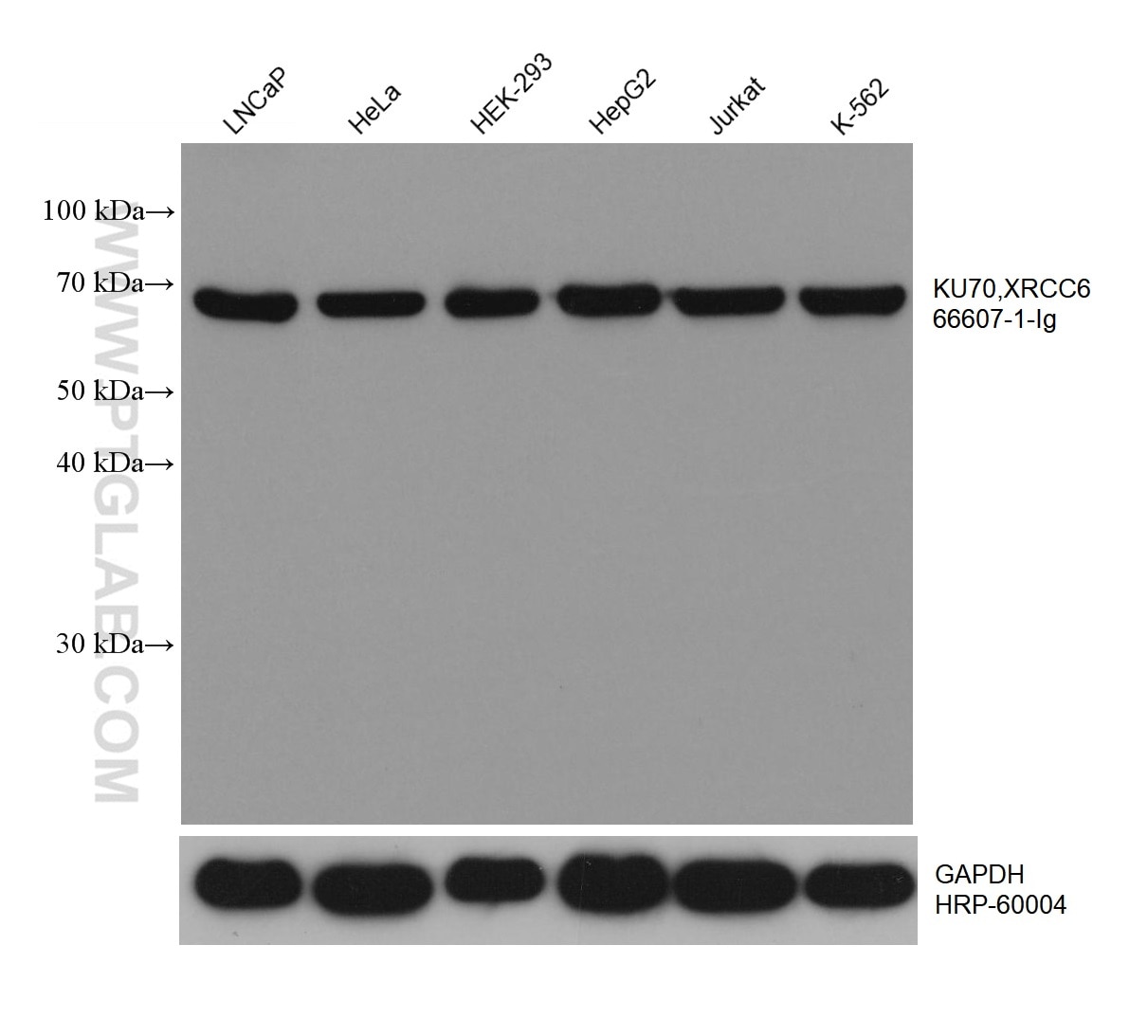 Western Blot (WB) analysis of various lysates using KU70,XRCC6 Monoclonal antibody (66607-1-Ig)