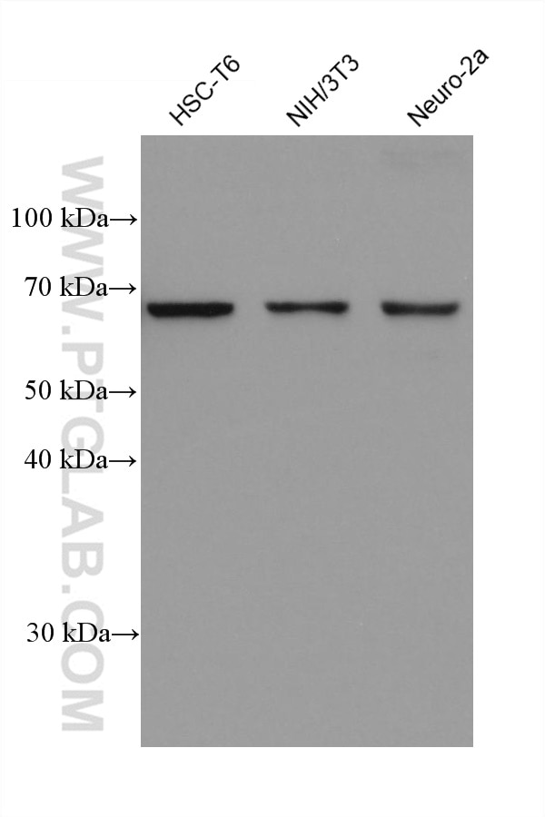 Western Blot (WB) analysis of various lysates using KU70,XRCC6 Monoclonal antibody (66607-1-Ig)