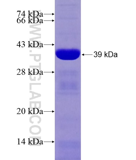 KU70,XRCC6 fusion protein Ag21301 SDS-PAGE