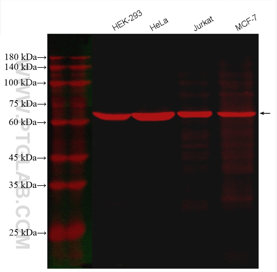 Western Blot (WB) analysis of various lysates using CoraLite®594-conjugated KU70,XRCC6 Monoclonal anti (CL594-66607)