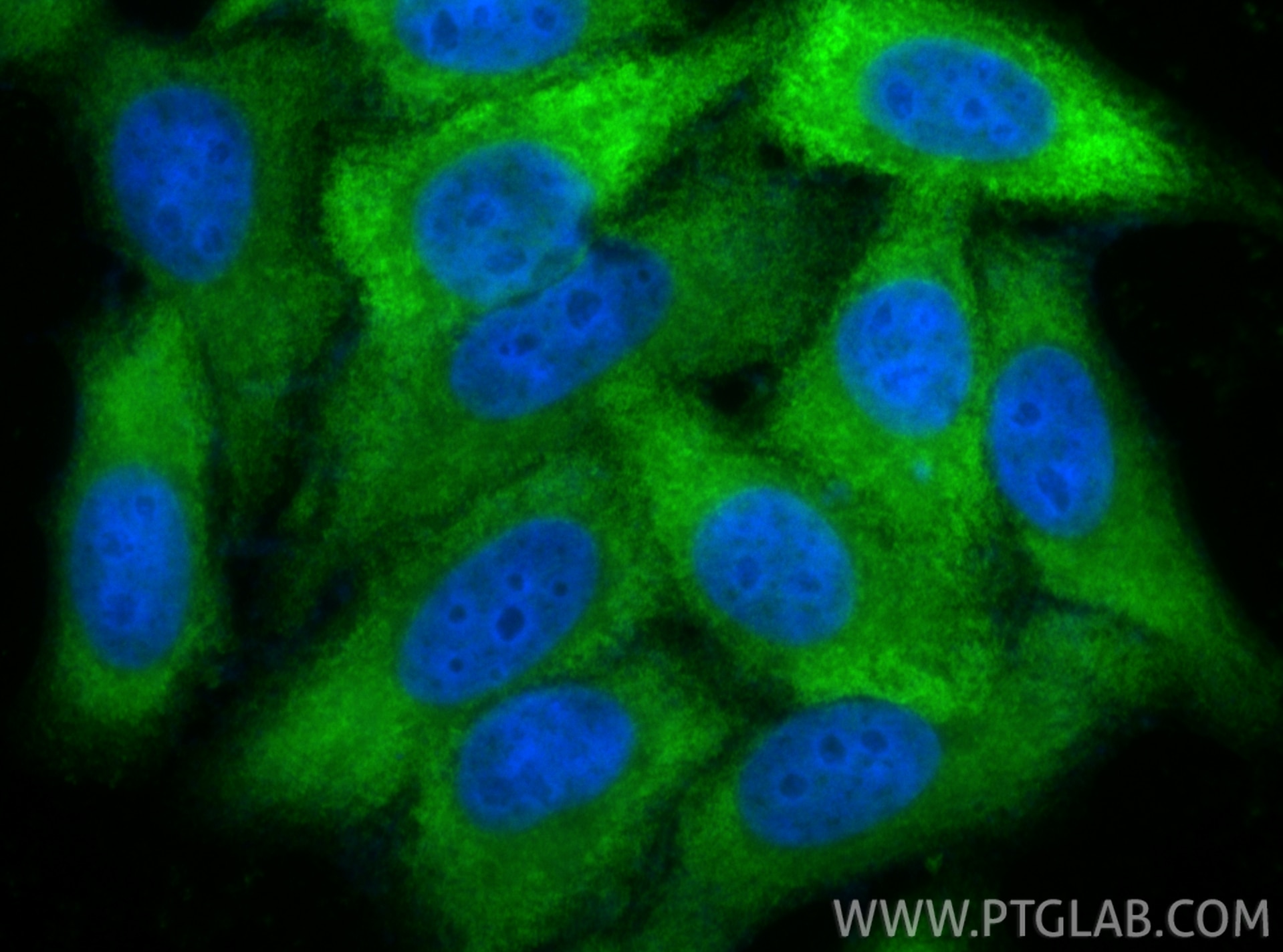 Immunofluorescent analysis of (-20°C Ethanol) fixed HepG2 cells using KYNU antibody (11796-1-AP) at dilution of 1:500 and CoraLite®488-Conjugated Goat Anti-Rabbit IgG(H+L) (SA00013-2). Immunofluorescence (IF) / fluorescent staining of HepG2 cells using KYNU Polyclonal antibody (11796-1-AP)