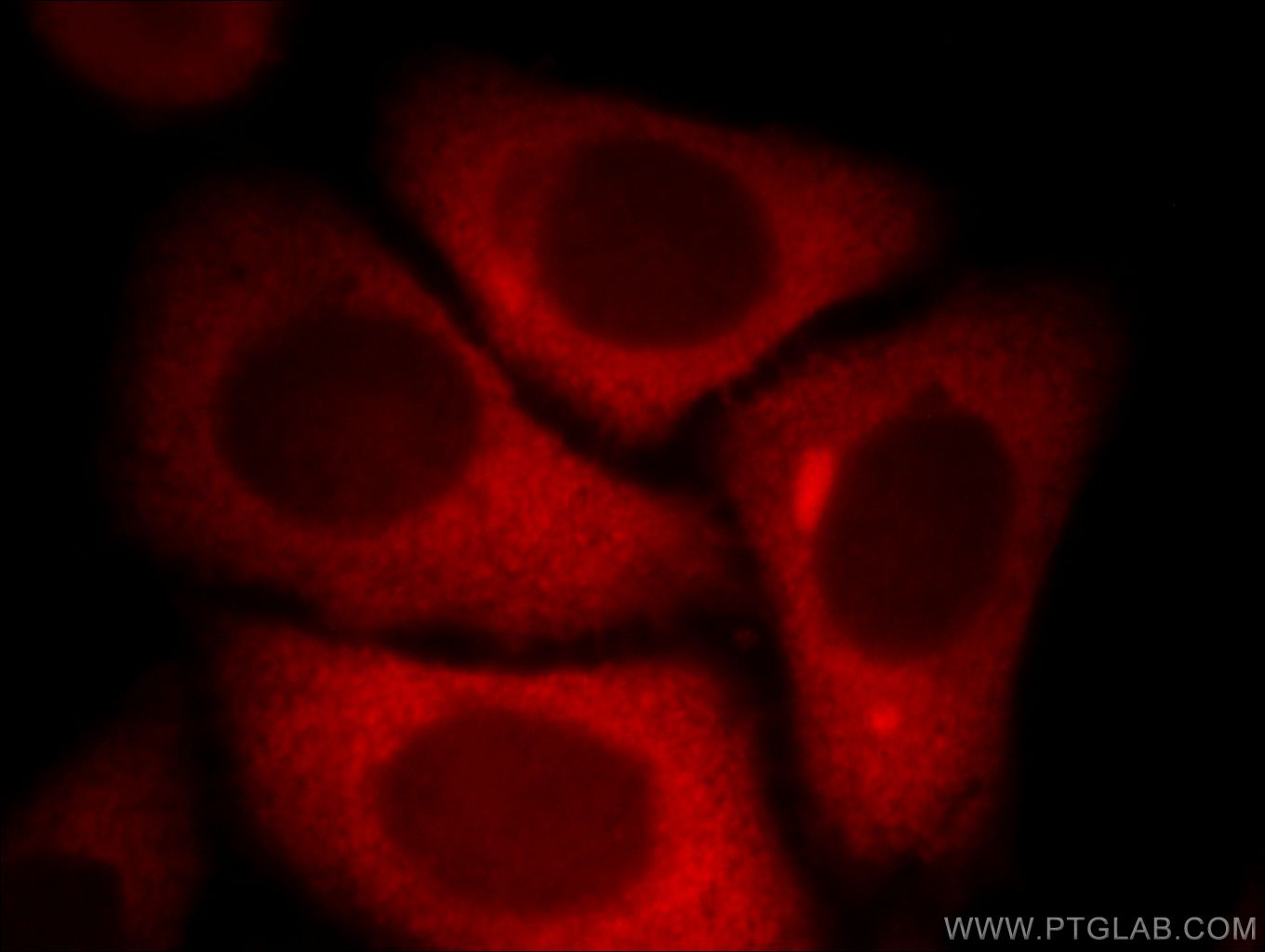 Immunofluorescence (IF) / fluorescent staining of HepG2 cells using KYNU Polyclonal antibody (11796-1-AP)