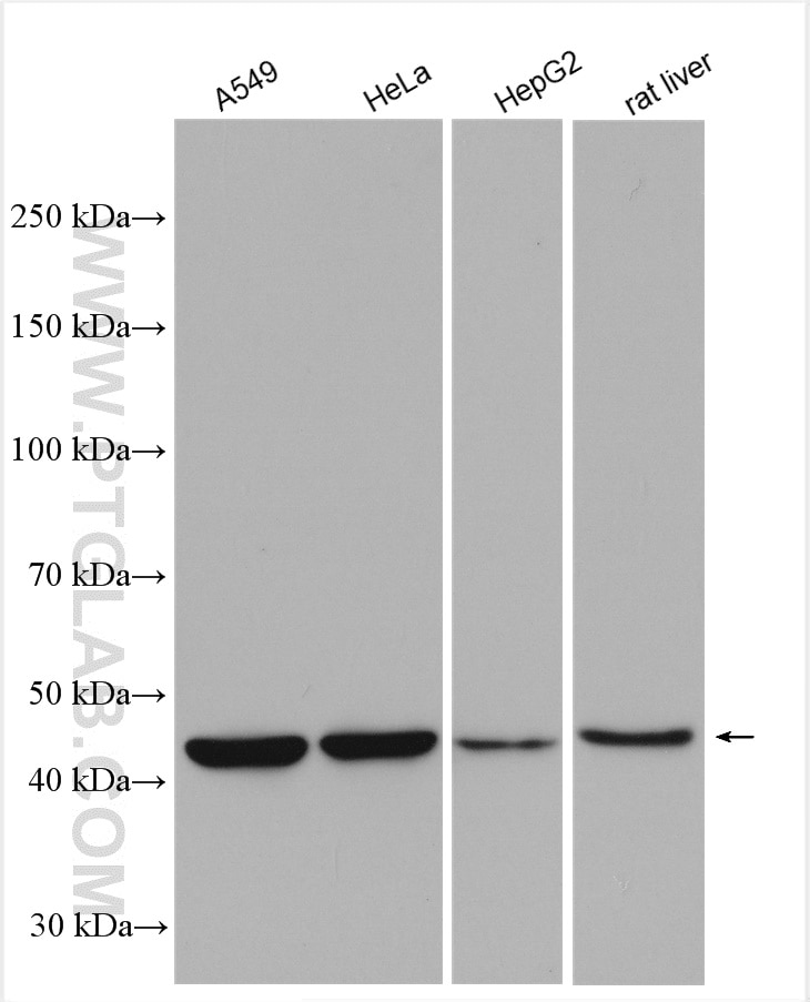 Western Blot (WB) analysis of various lysates using KYNU Polyclonal antibody (11796-1-AP)