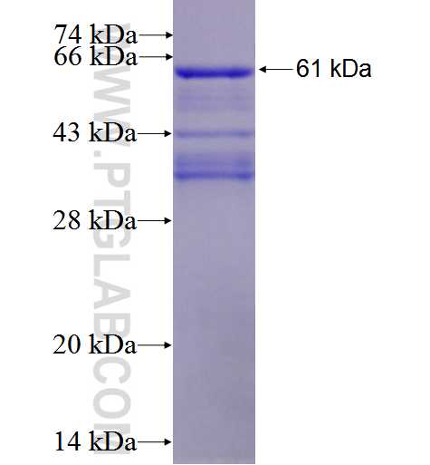 KYNU fusion protein Ag2365 SDS-PAGE