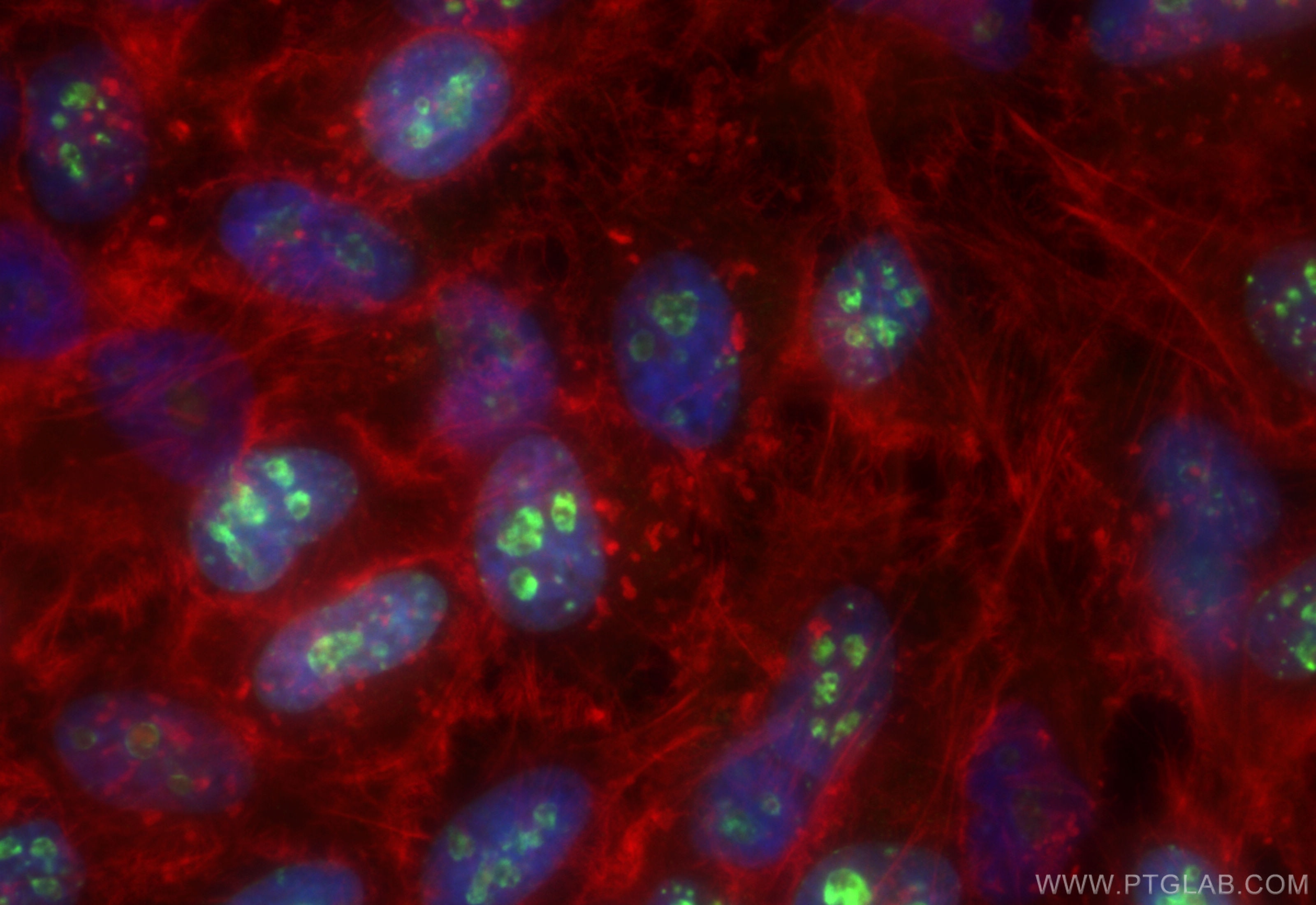 Immunofluorescence (IF) / fluorescent staining of HeLa cells using CoraLite® Plus 488-conjugated Ki-67 Recombinant an (CL488-84192-4)