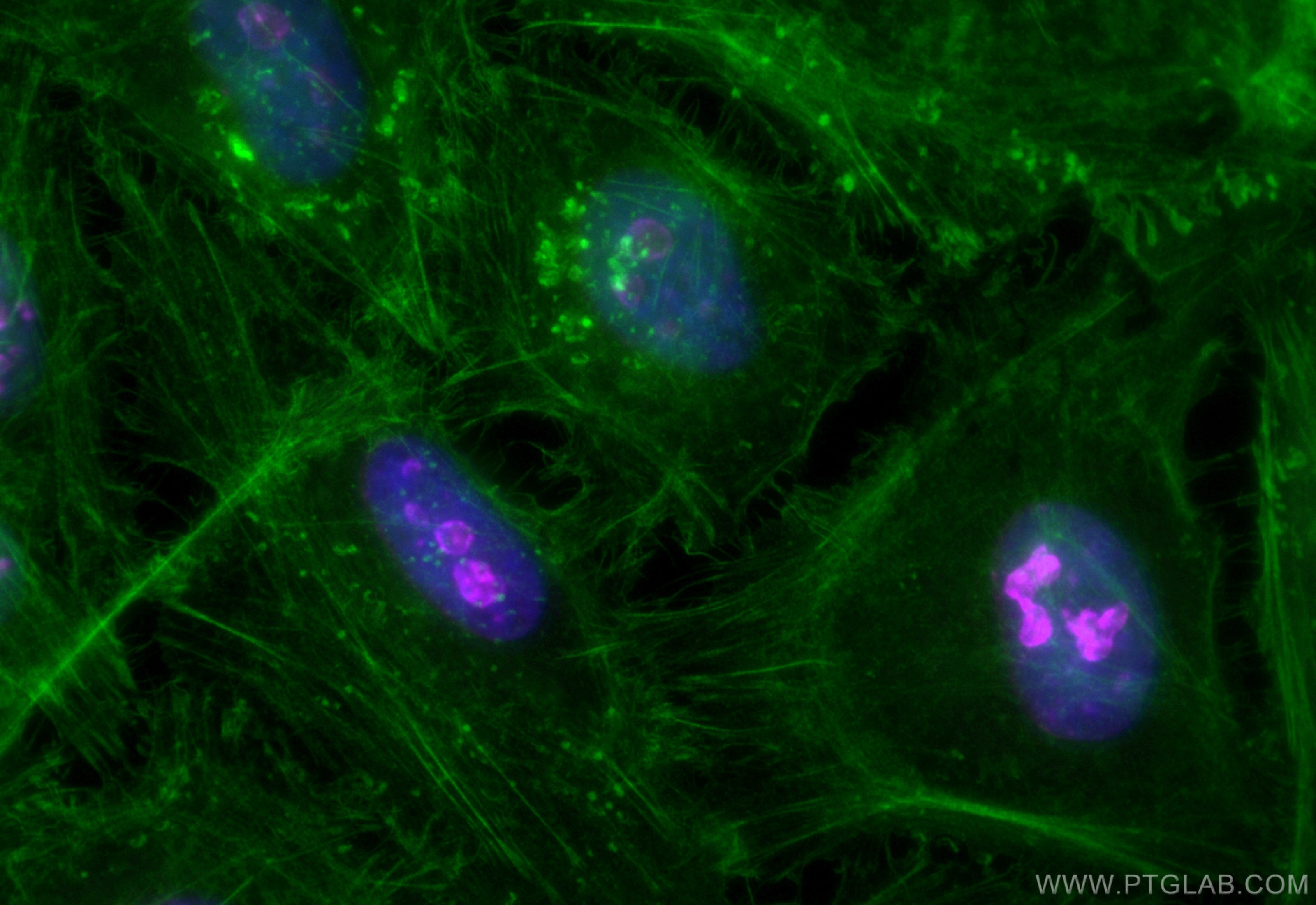 Immunofluorescence (IF) / fluorescent staining of HeLa cells using CoraLite® Plus 647-conjugated Ki-67 Recombinant an (CL647-84192-4)