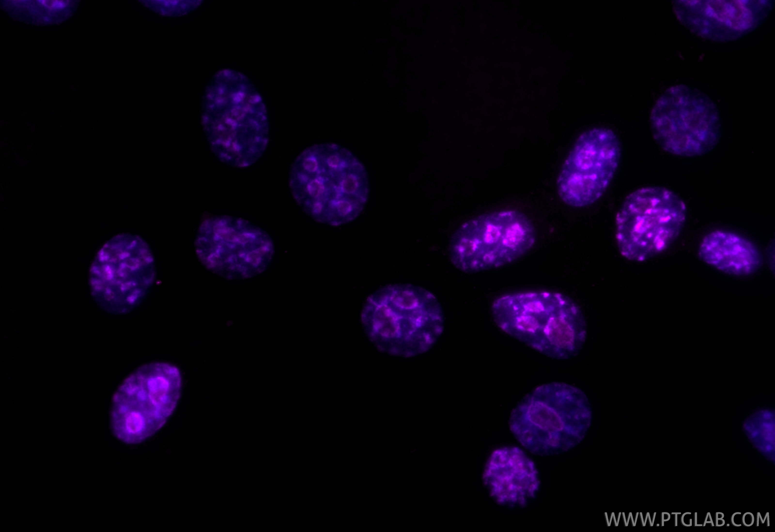 Immunofluorescence (IF) / fluorescent staining of NIH/3T3 cells using CoraLite® Plus 647-conjugated Ki-67 Recombinant an (CL647-84432)