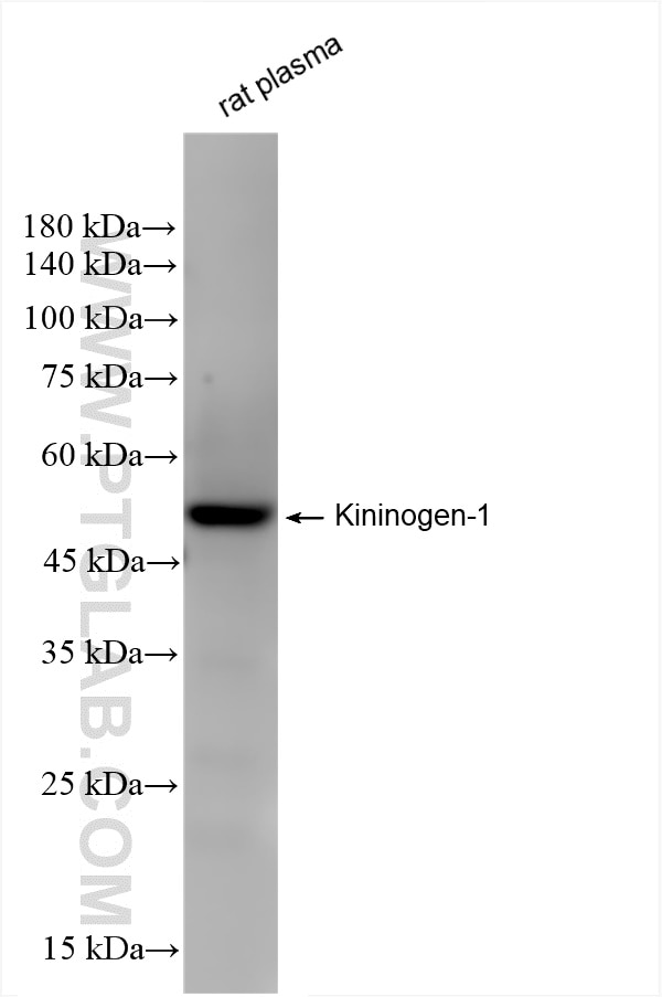 Kininogen 1