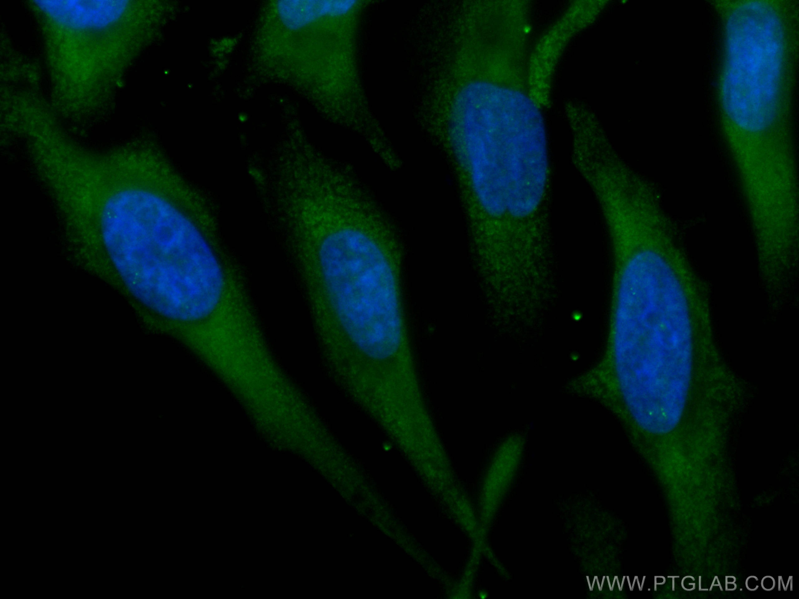 Immunofluorescence (IF) / fluorescent staining of HeLa cells using CoraLite® Plus 488-conjugated Kininogen 1 Monoclon (CL488-66123)