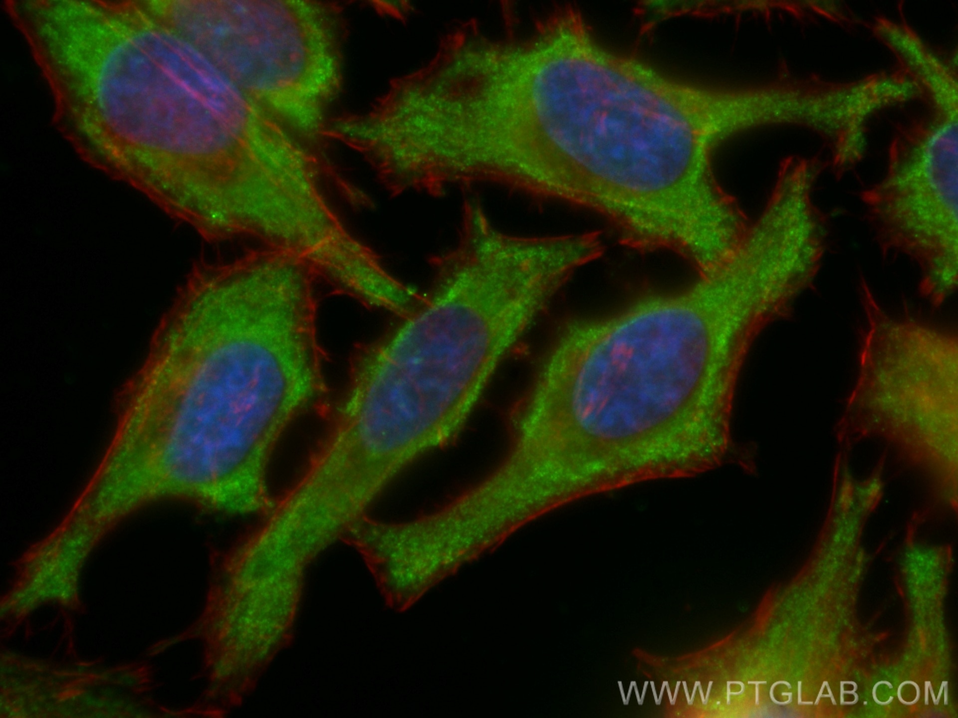 Immunofluorescence (IF) / fluorescent staining of HeLa cells using CoraLite® Plus 488-conjugated Kininogen 1 Monoclon (CL488-66123)