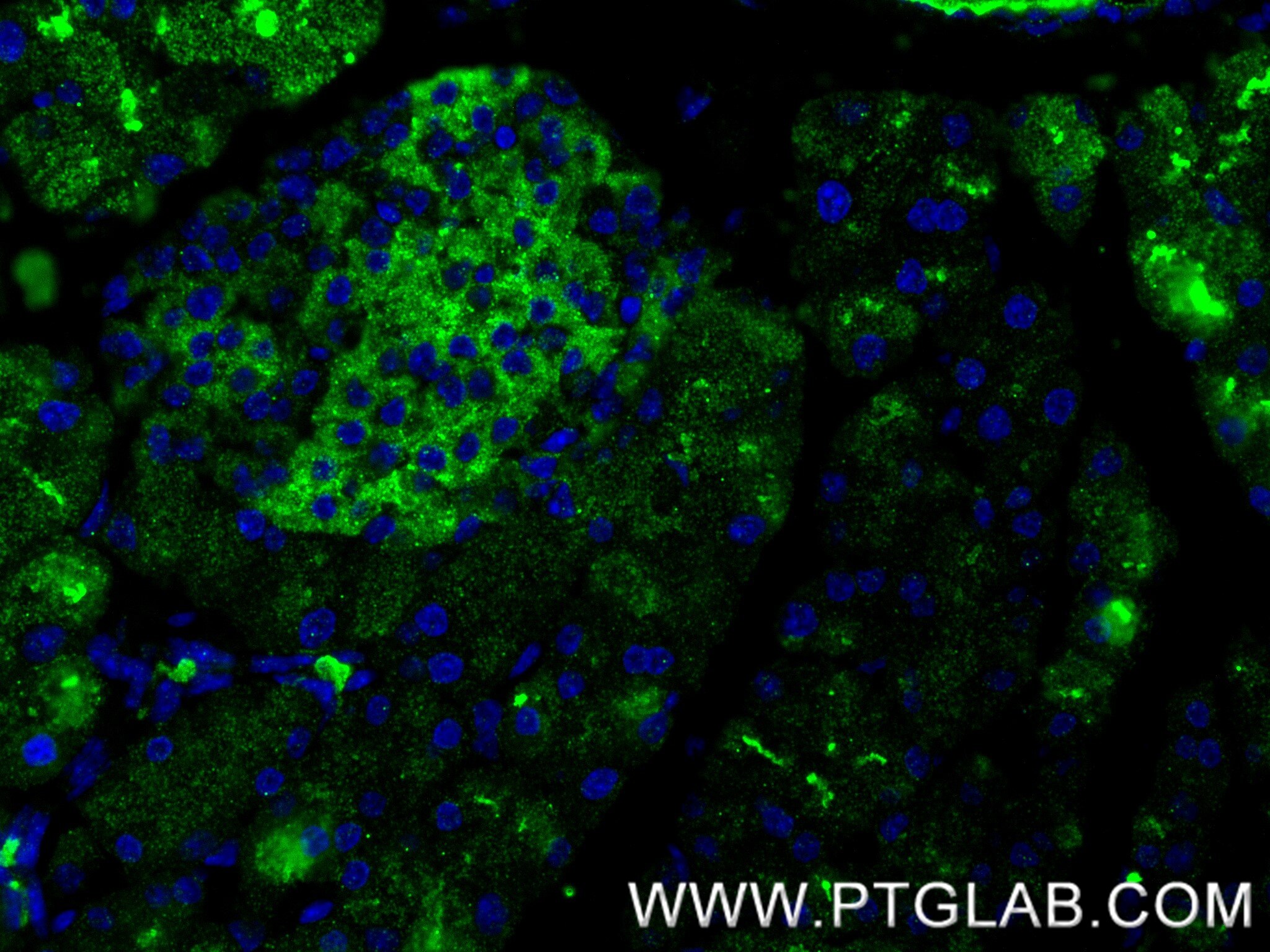 Immunofluorescent analysis of (4% PFA) fixed paraffin-embedded mouse pancreas tissue using Klk1 antibody (86143-1-RR, Clone: 250034D2 ) at dilution of 1:200 and CoraLite®488-Conjugated Goat Anti-Rabbit IgG(H+L) (SA00013-2). Heat mediated antigen retrieval with Tris-EDTA buffer (pH 9.0). Immunofluorescence (IF) / fluorescent staining of mouse pancreas tissue using Klk1 Recombinant monoclonal antibody (86143-1-RR)