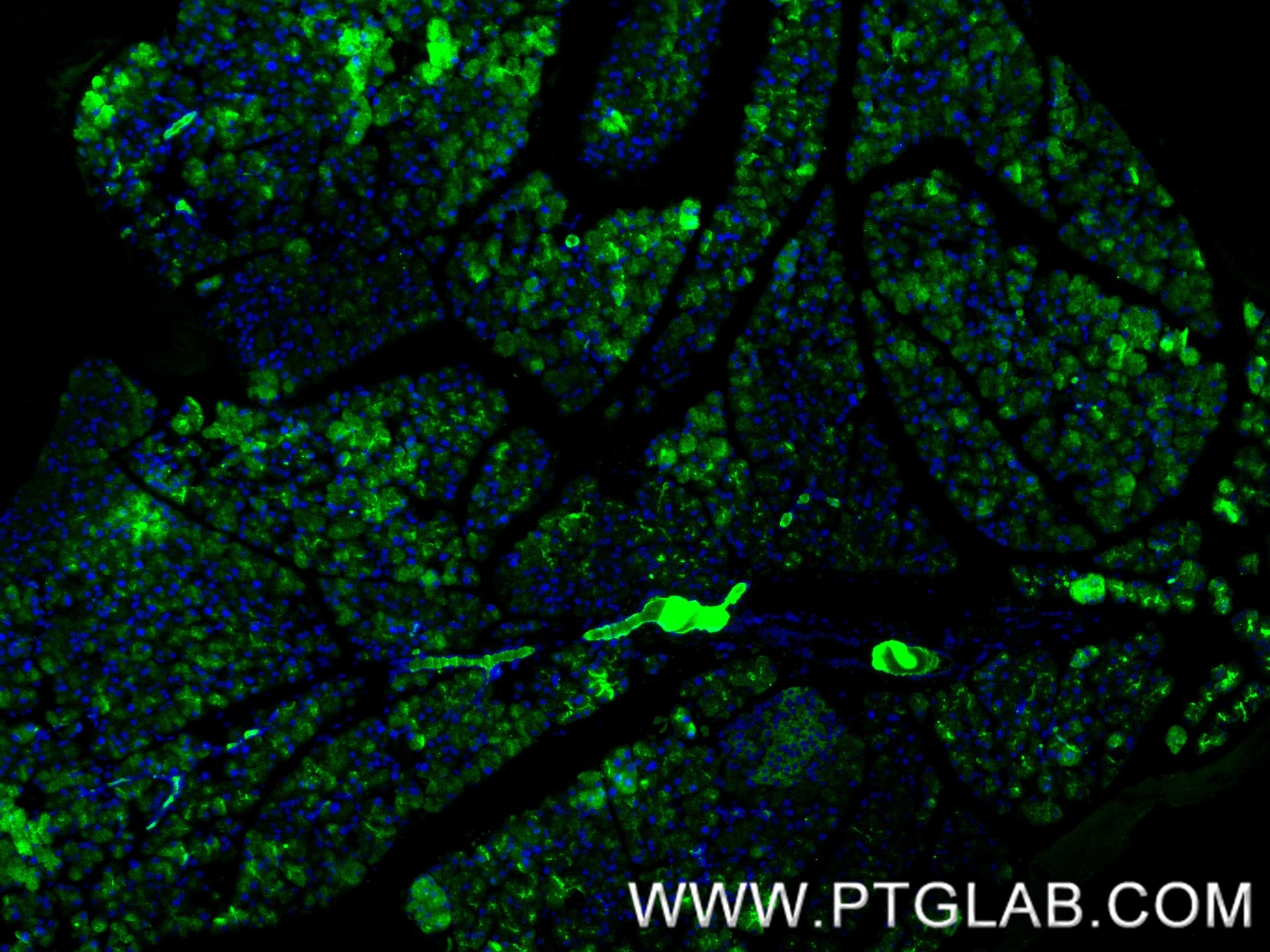 Immunofluorescent analysis of (4% PFA) fixed paraffin-embedded mouse pancreas tissue using Klk1 antibody (86143-1-RR, Clone: 250034D2 ) at dilution of 1:200 and CoraLite®488-Conjugated Goat Anti-Rabbit IgG(H+L) (SA00013-2). Heat mediated antigen retrieval with Tris-EDTA buffer (pH 9.0). Immunofluorescence (IF) / fluorescent staining of mouse pancreas tissue using Klk1 Recombinant monoclonal antibody (86143-1-RR)