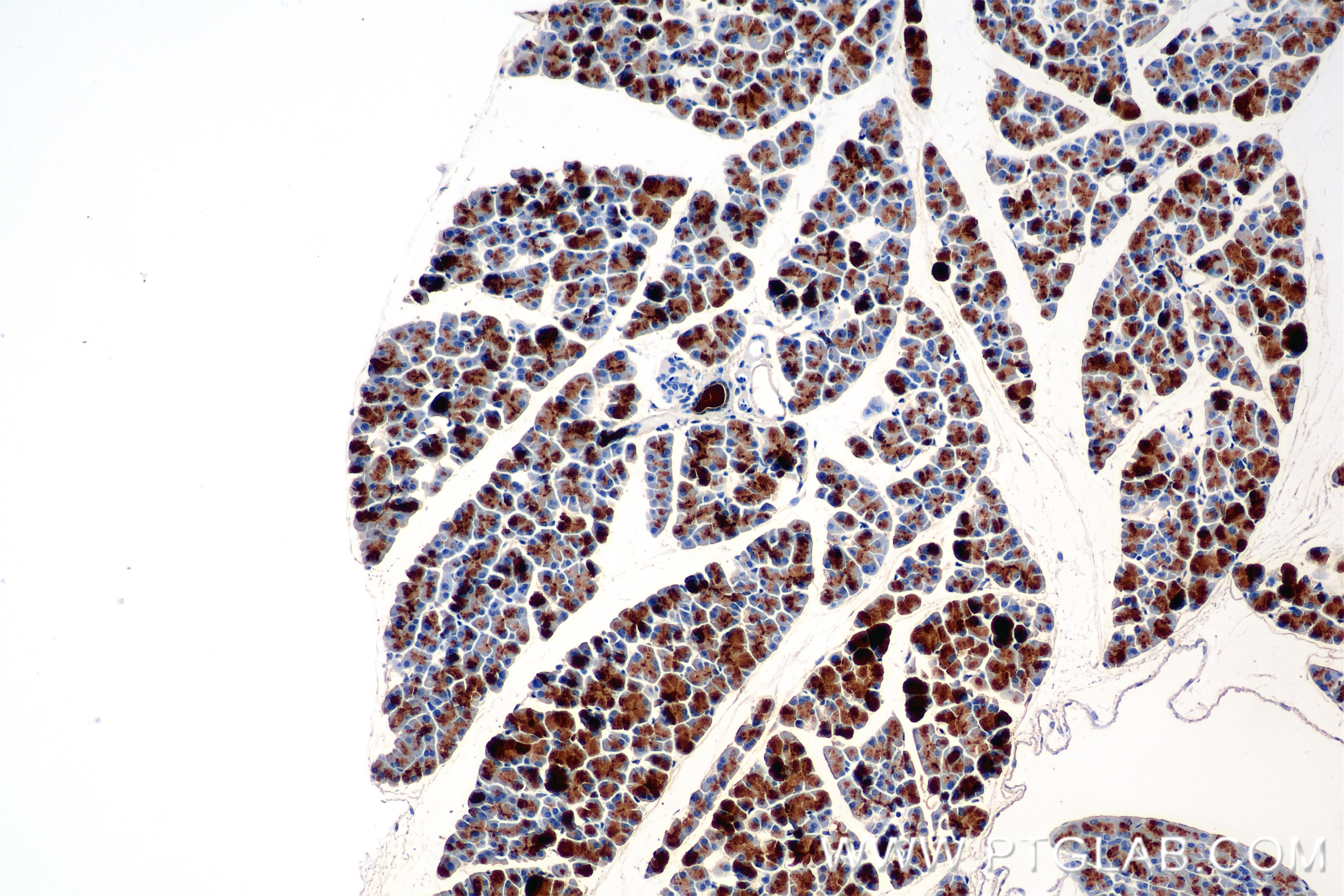 Immunohistochemical analysis of paraffin-embedded mouse pancreas tissue slide using 86143-1-RR (Klk1 antibody) at dilution of 1:1000 (under 10x lens). Heat mediated antigen retrieval with Tris-EDTA buffer (pH 9.0). Immunohistochemistry (IHC) staining of mouse pancreas tissue using Klk1 Recombinant antibody (86143-1-RR)